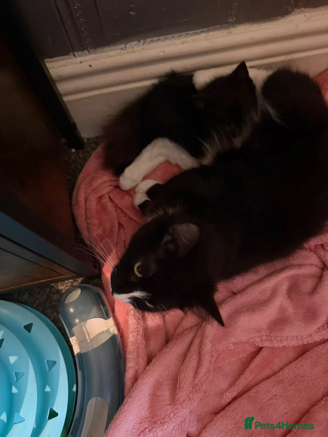 Mixed Breed cats for sale: Female kitten  - Advert 1