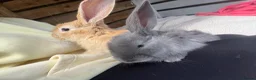 Continental Giant rabbits for sale: CONTINENTAL GIANTS  one female left black & white - Advert 5