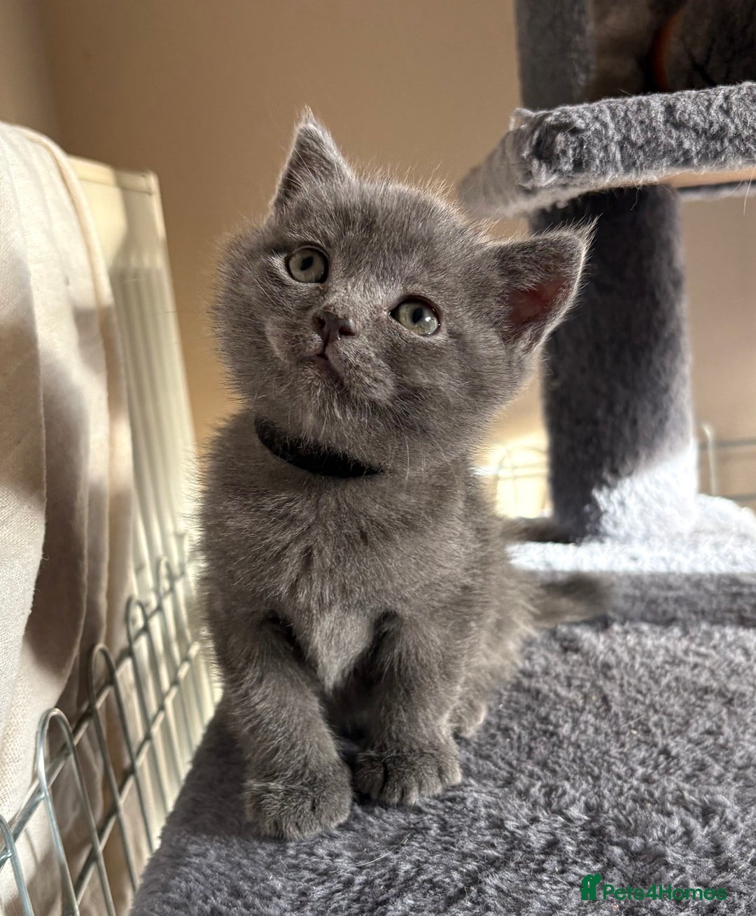 British Shorthair cats for sale: British short hair for sale - Advert 2