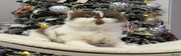British Longhair cats for sale: Beautiful Longhair kittens - Advert 10