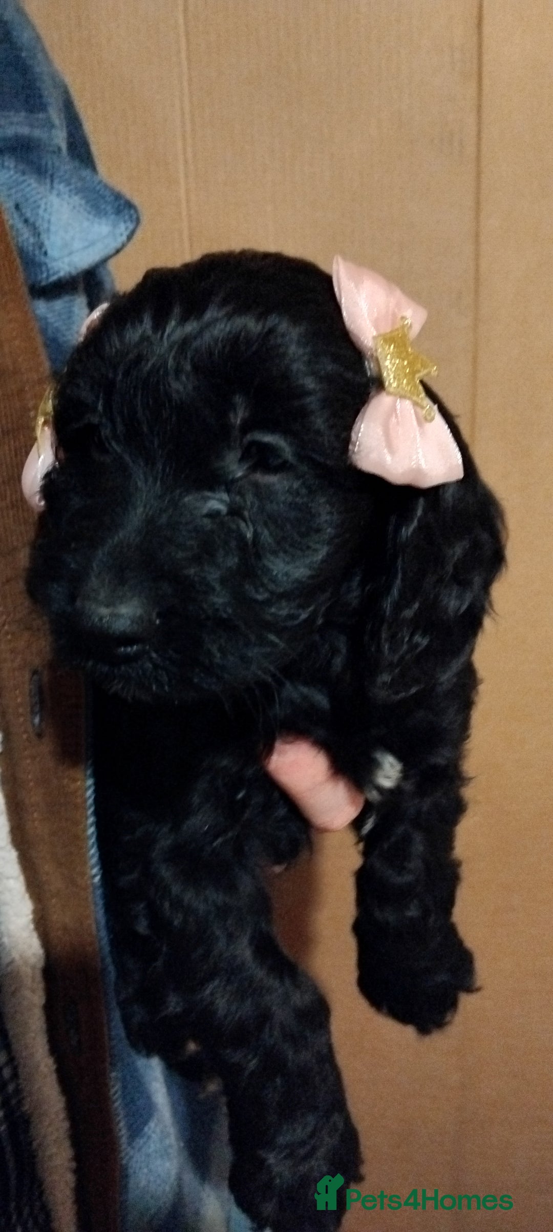 Cockapoo dogs for sale: F1 Cockapoo pups for sale - Advert 9