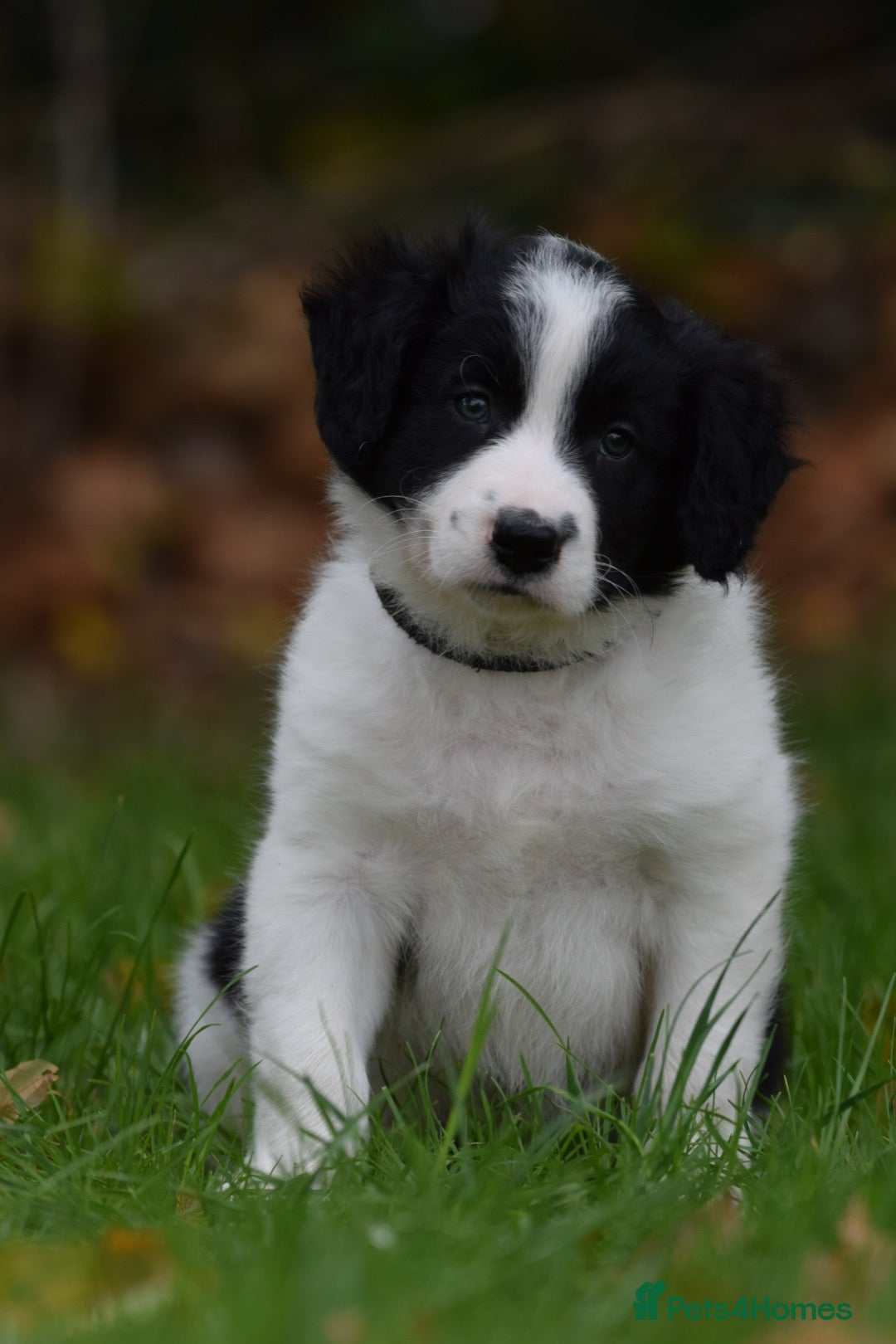 Sprollie dogs for sale: 7 Sprollie X Border Collie pups READY NOW - Image 2