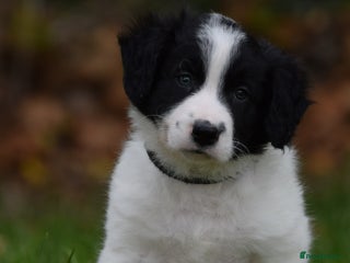 Sprollie dogs - Advert 6