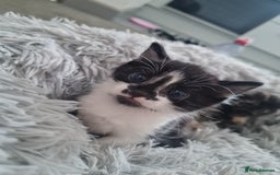 Mixed Breed cats for sale: 🐾 3 Adorable Kittens 2 female 1 male - Image 10