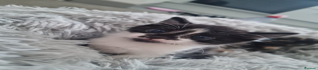 Tuxedo