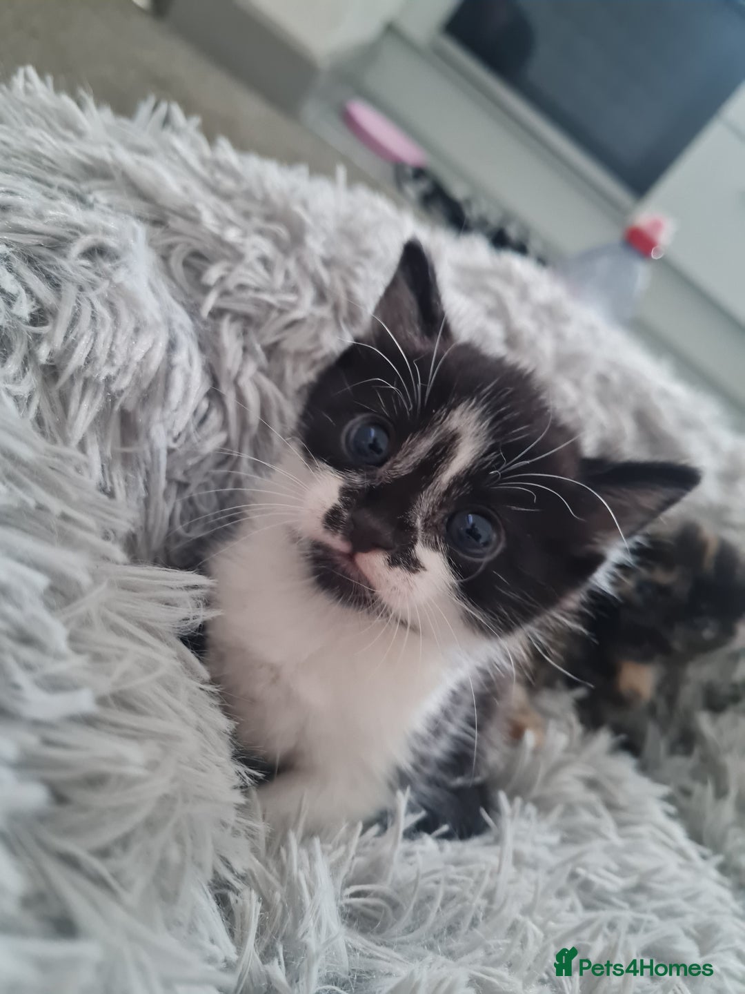 Mixed Breed cats for sale: 🐾 3 Adorable Kittens 2 female 1 male - Image 10