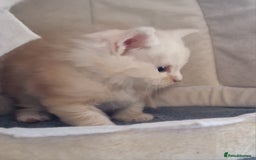 Maine Coon cats for sale: Beautiful Fluffy Maine Coon Kittens - Image 11