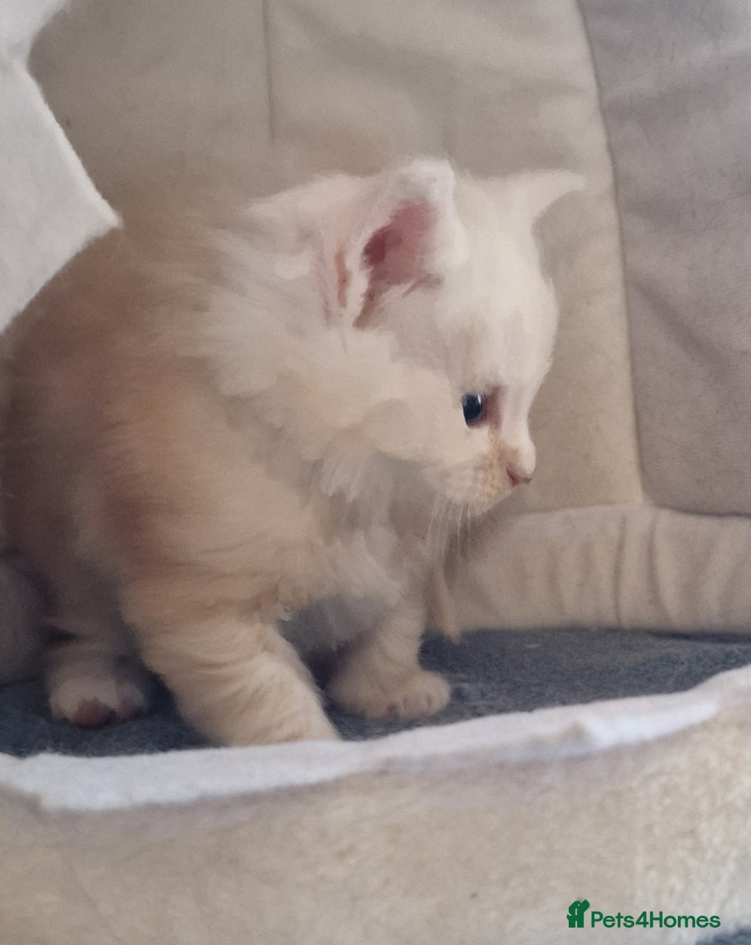 Maine Coon cats for sale: Beautiful Fluffy Maine Coon Kittens - Image 11