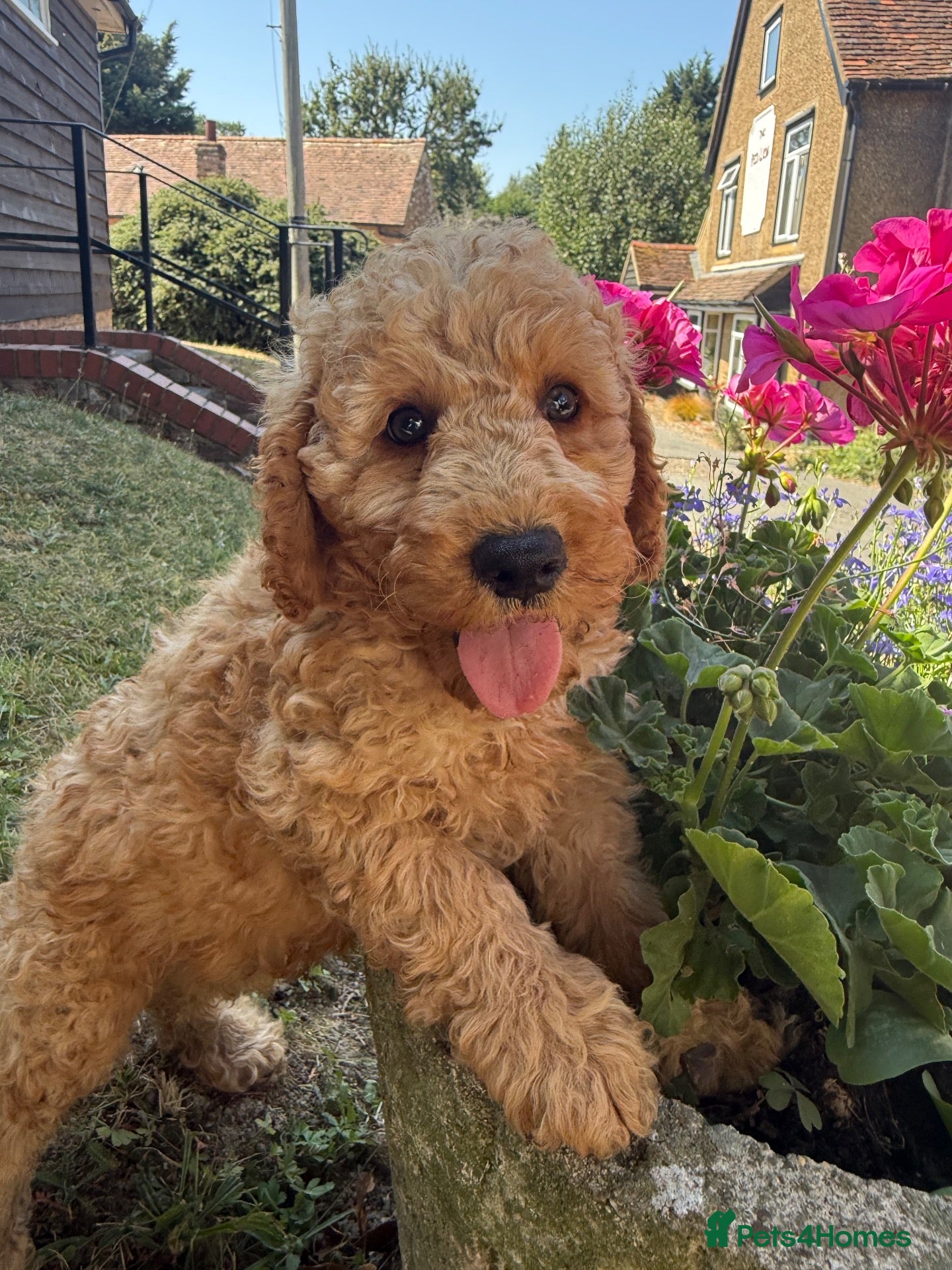 Labradoodle dogs F1b health tested miniature Labradoodles 🌼 - Advert 10
