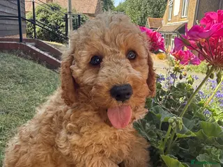 Labradoodle dogs F1b health tested miniature Labradoodles 🌼 - Advert 10