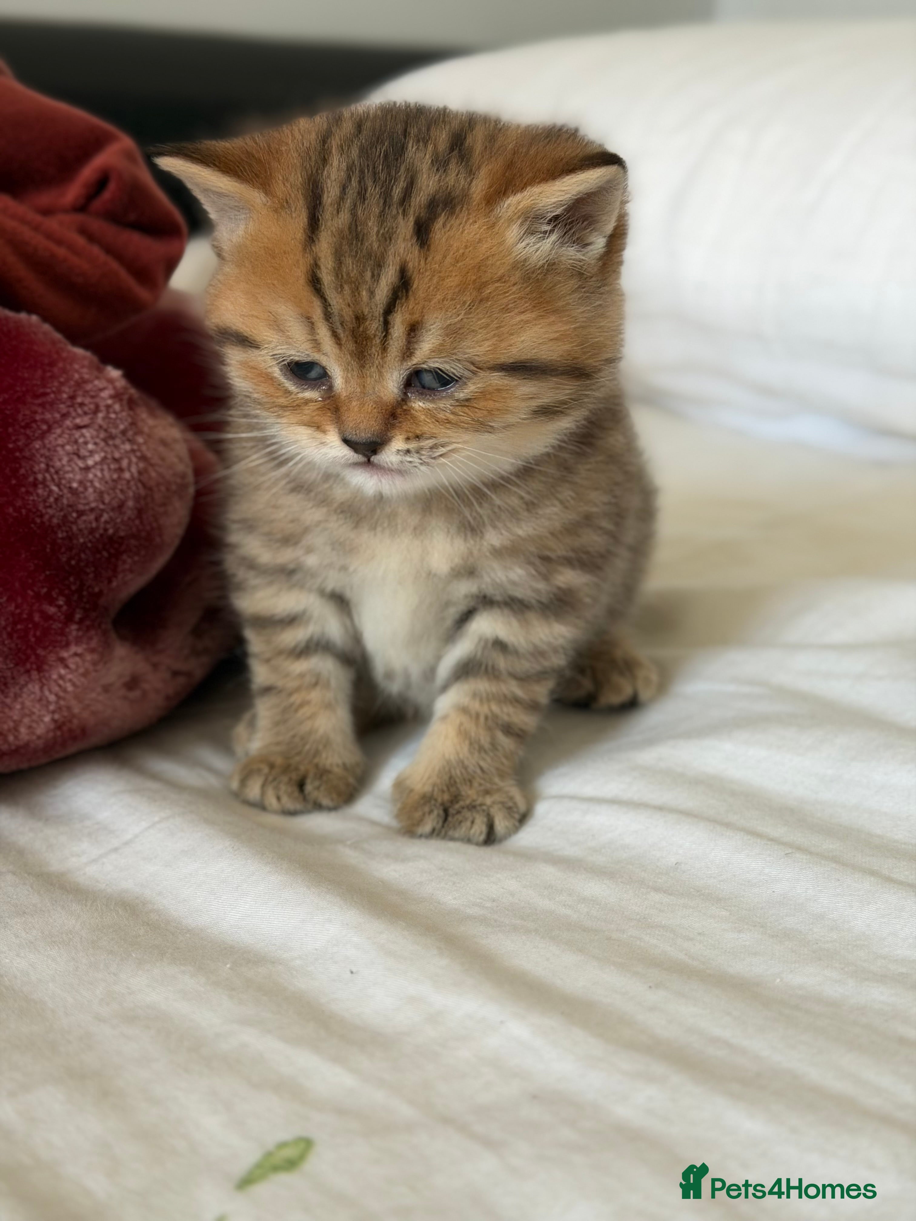 British Shorthair cats Top Quality British Shorthair Golden Kittens - Advert 2