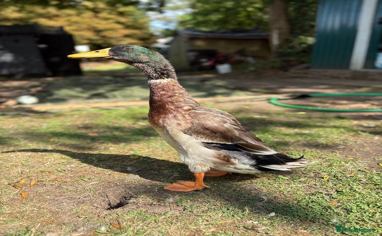 Ducks poultry - Advert 6