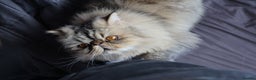 Persian cats for sale: Eric & Mickey - Advert 3