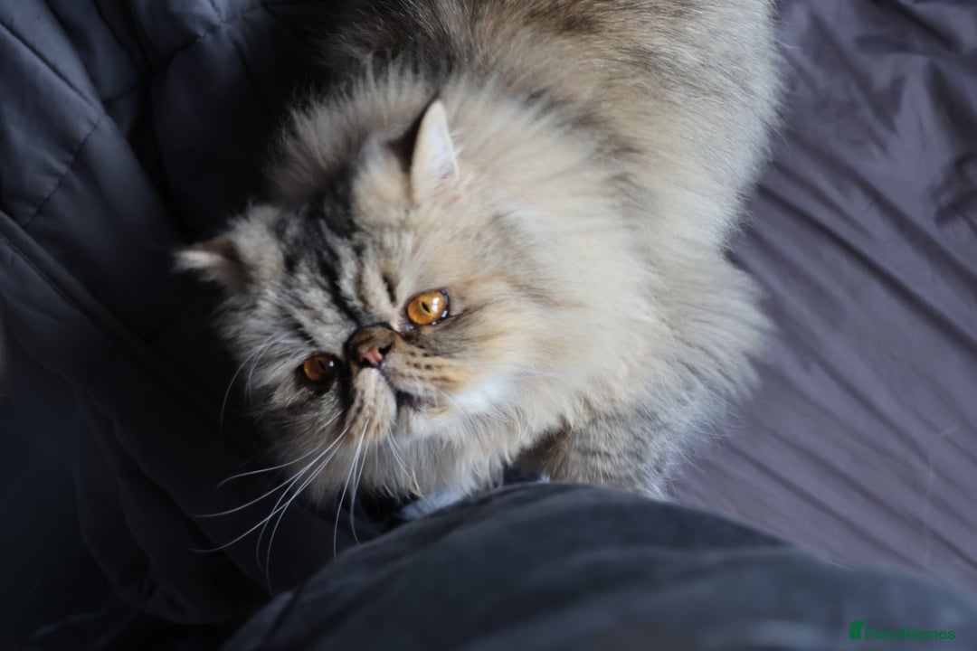Persian cats for sale: Eric & Mickey - Advert 3