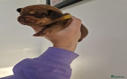 Dachshund dogs for sale: Littre of 7 Dachshund puppies - Image 9