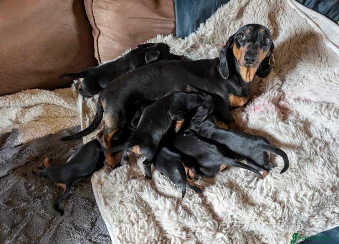 Dachshund dogs for sale: Dachshund puppy male - Advert 9