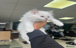 Ragdoll cats for sale: 3 Pure Ragdoll kittens and their mum  - Image 4