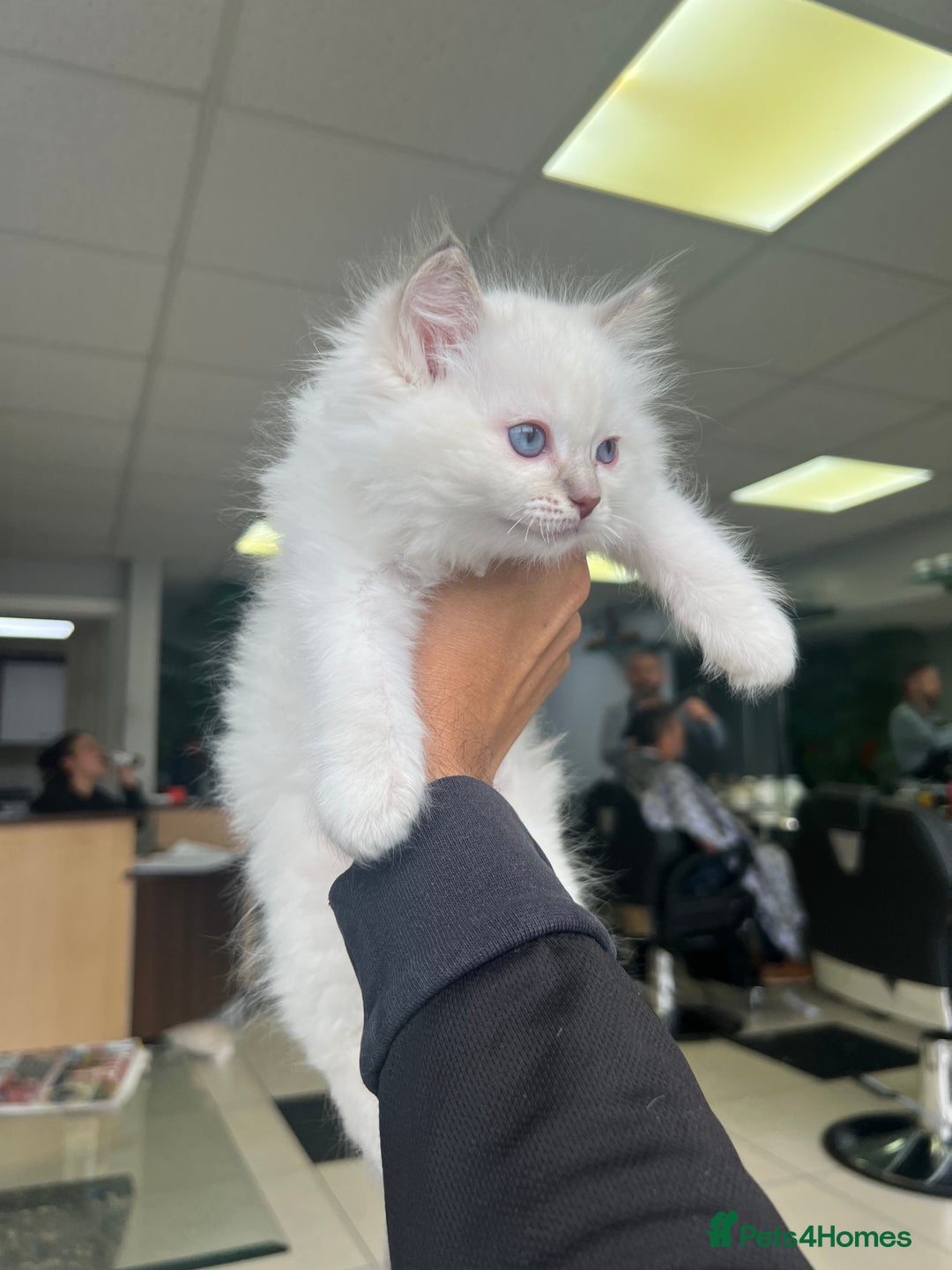 Ragdoll cats for sale: 3 Pure Ragdoll kittens and their mum  - Image 4