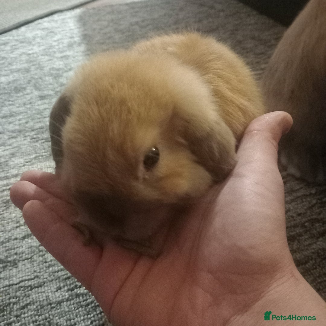 Mini Lop rabbits for sale: Mini lop bunnies for sale - Advert 2