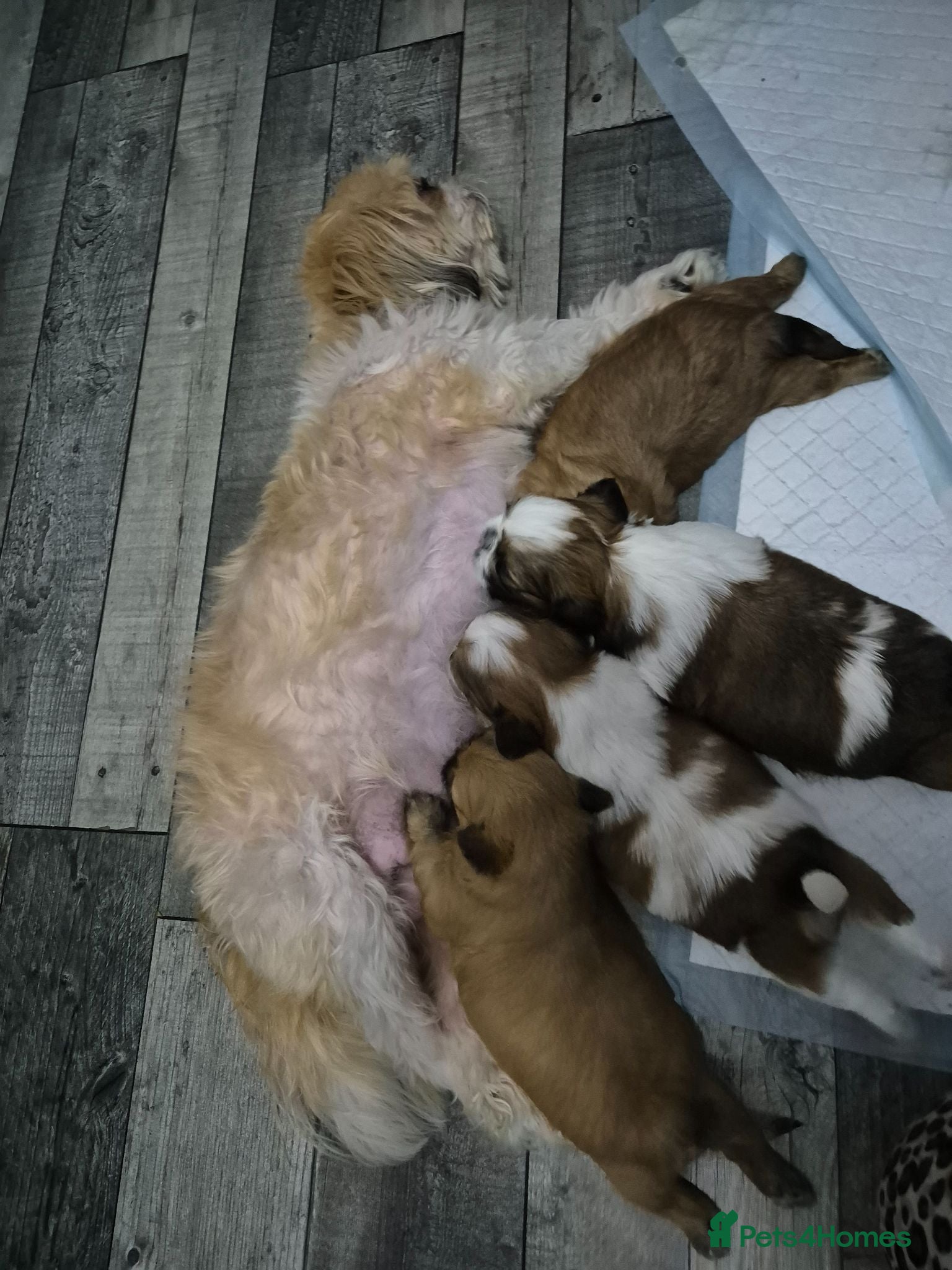 Shih Tzu dogs 4 Female Imperial ShihTzu Puppies for Sale - Advert 1