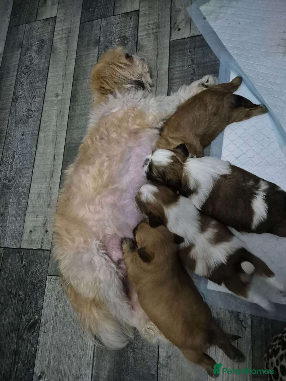 Shih Tzu dogs for sale: 4 Female Imperial ShihTzu Puppies for Sale - Advert 1