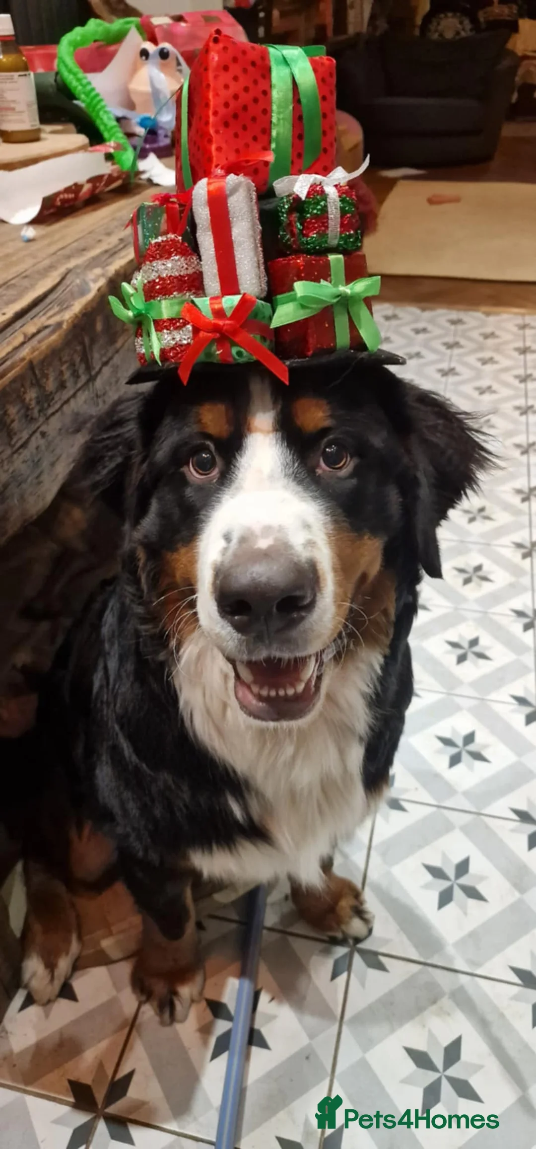 Bernese Mountain Dog dogs for sale: Bernese mountain dog for sale - Advert 3