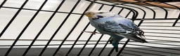 Budgerigars birds for sale: 3 gorgeous colourful budgies with cage  - Advert 2