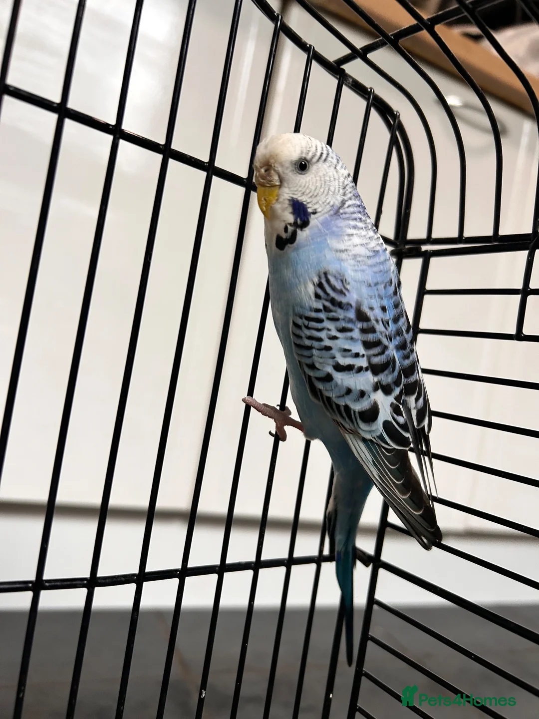 Budgerigars birds for sale: 3 gorgeous colourful budgies with cage  - Advert 2