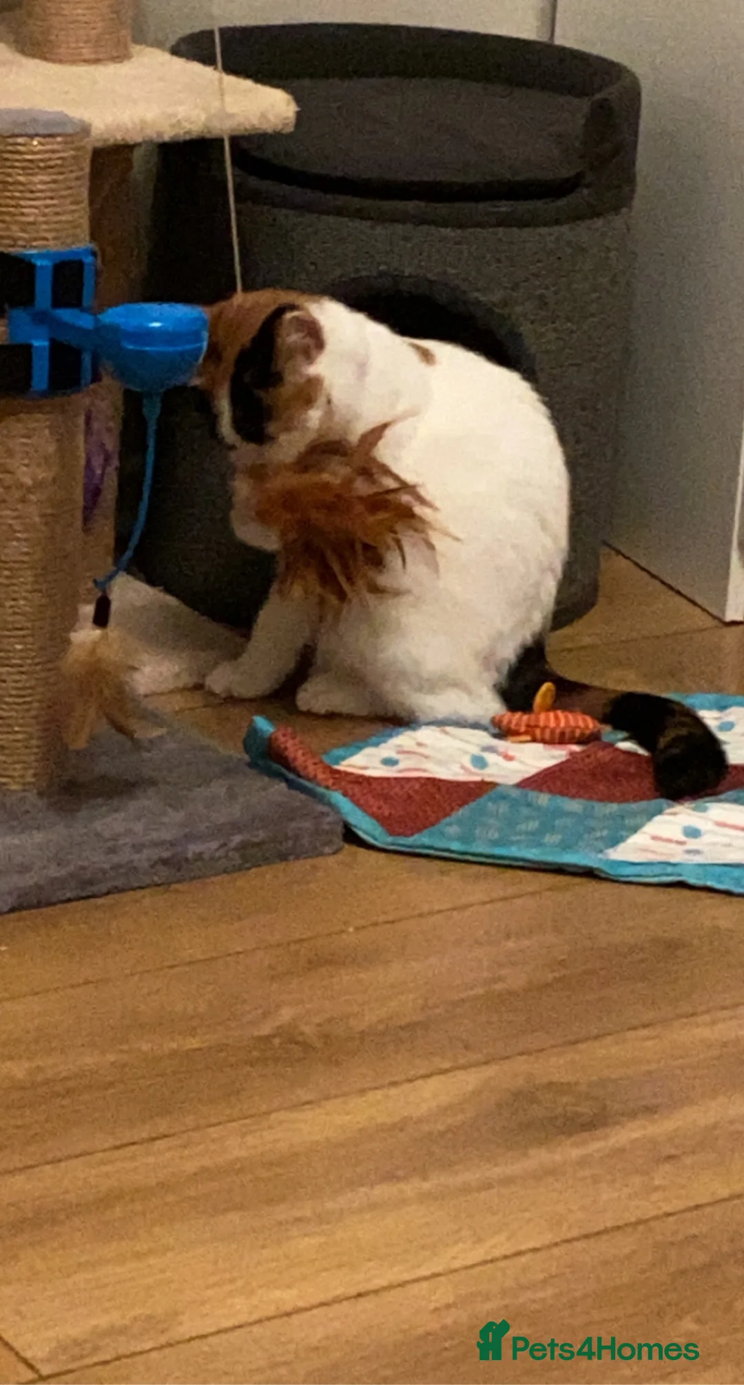 Mixed Breed cats for sale: Beautiful female cat  - Advert 1