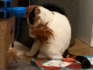 Mixed Breed cats Beautiful female cat - Advert 7