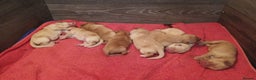 Labrador Retriever dogs for sale: Beautiful Labrador puppies - Advert 3