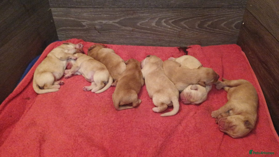 Labrador Retriever dogs for sale: Beautiful Labrador puppies - Image 3