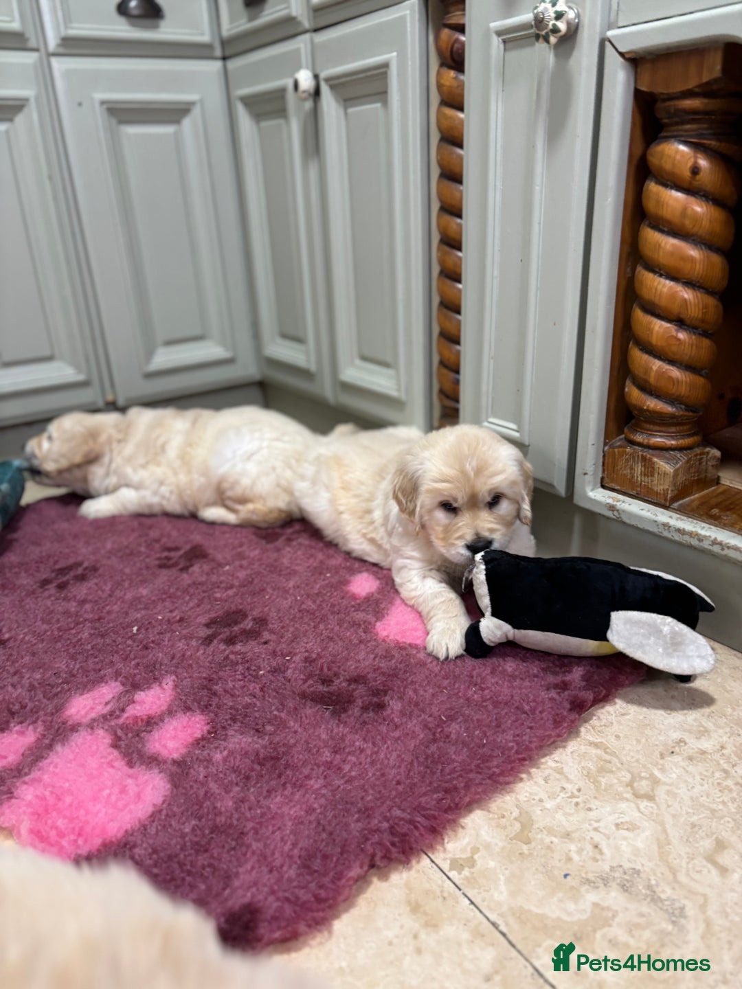 Golden Retriever dogs for sale: Golden retriever puppies  - Advert 21