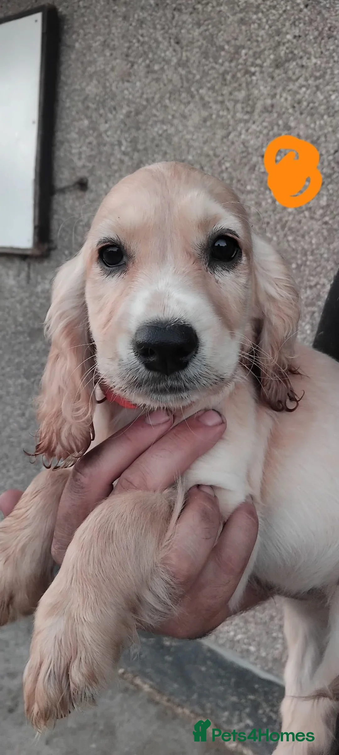 Cockapoo dogs for sale: Beautiful Cockerpoos 😍  - Advert 8