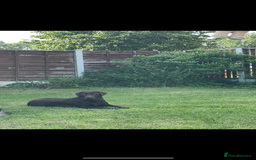 Labrador Retriever dogs for sale: Chocolate Lab Bitch  - Image 3