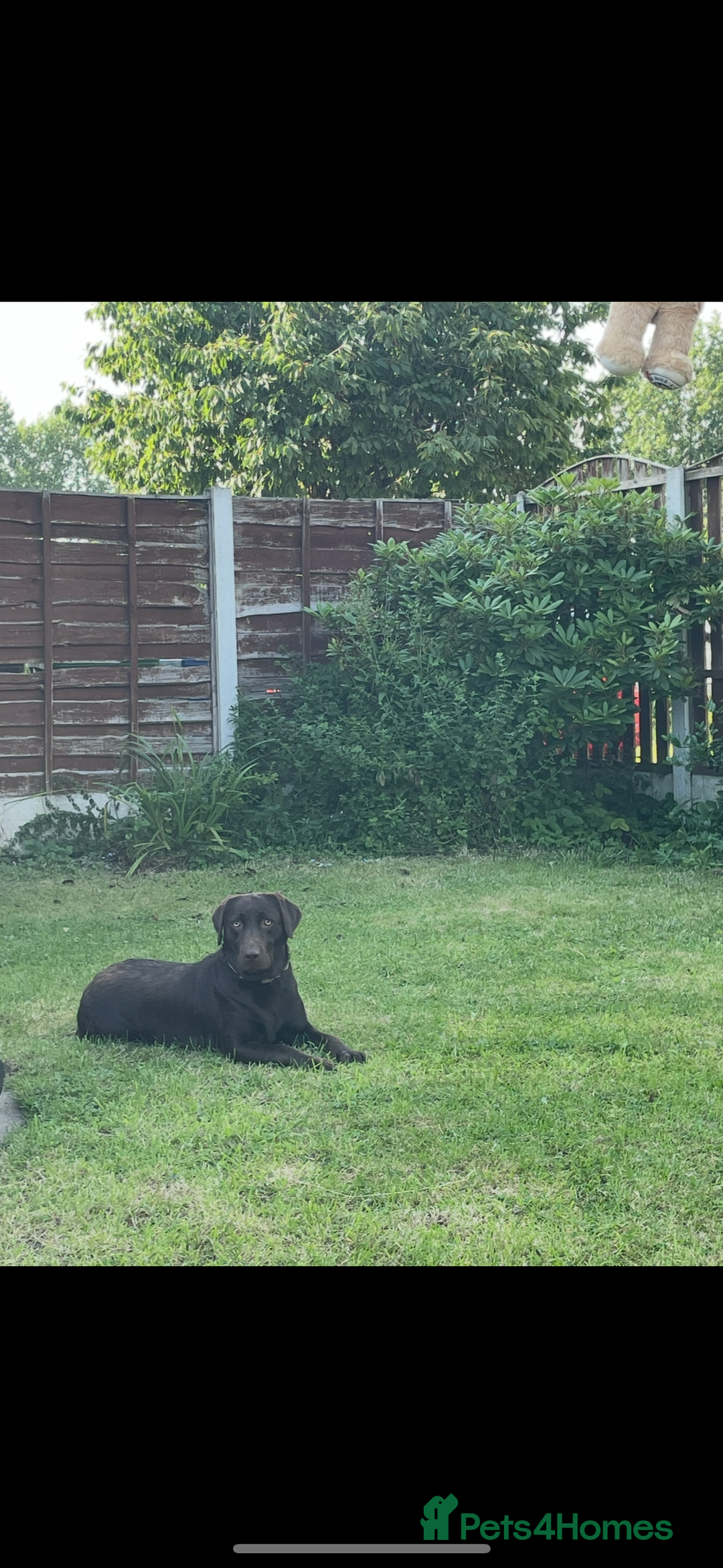 Labrador Retriever dogs for sale: Chocolate Lab Bitch  - Image 3