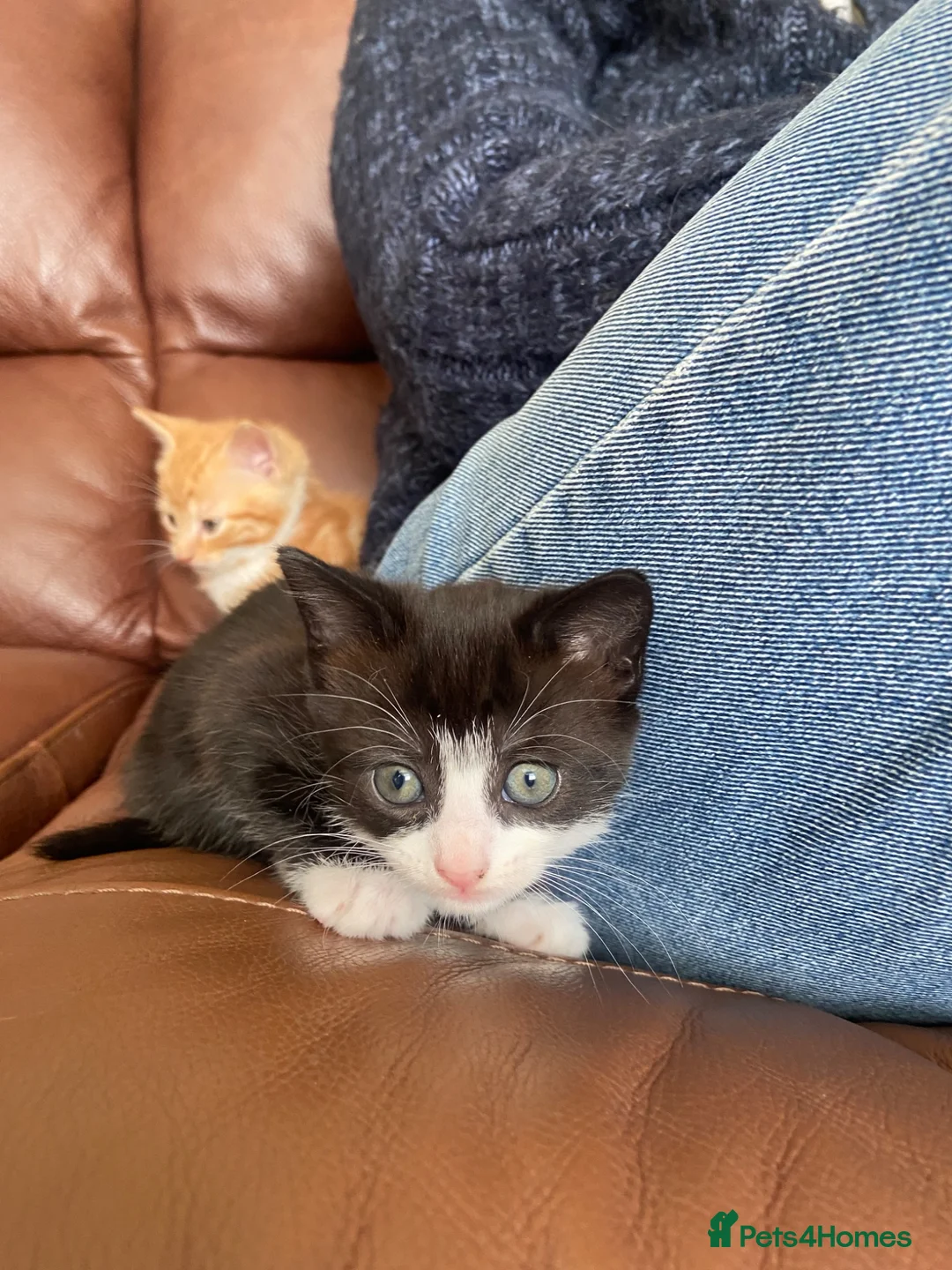 Mixed Breed cats for sale: 4 gorgeous kittens  - Advert 1
