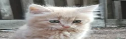 Mixed Breed cats for sale: AMAZING, BEAUTIFUL, CLEVER, HEALTHY KITTENS - Advert 13