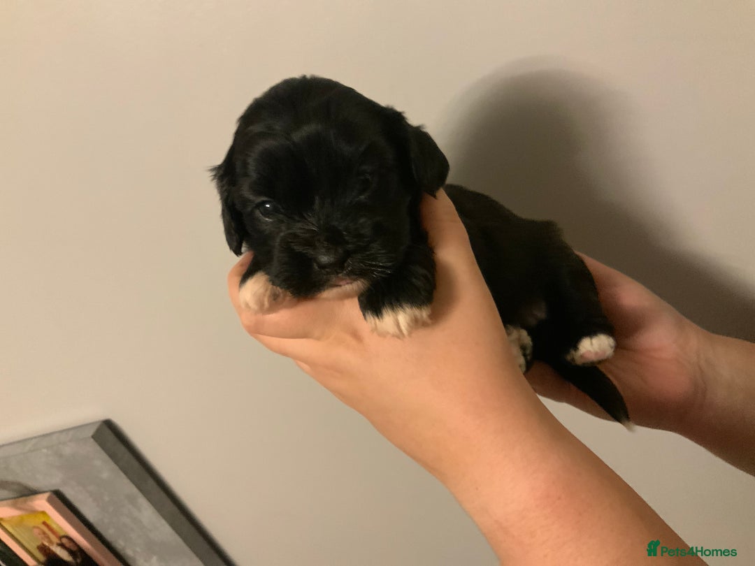 Cava Tzu dogs for sale: Gorgeous F1 Cava Ztu puppies - Image 9