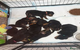 Rottweiler dogs for sale: Chunky big boned rottweilers  - Image 38