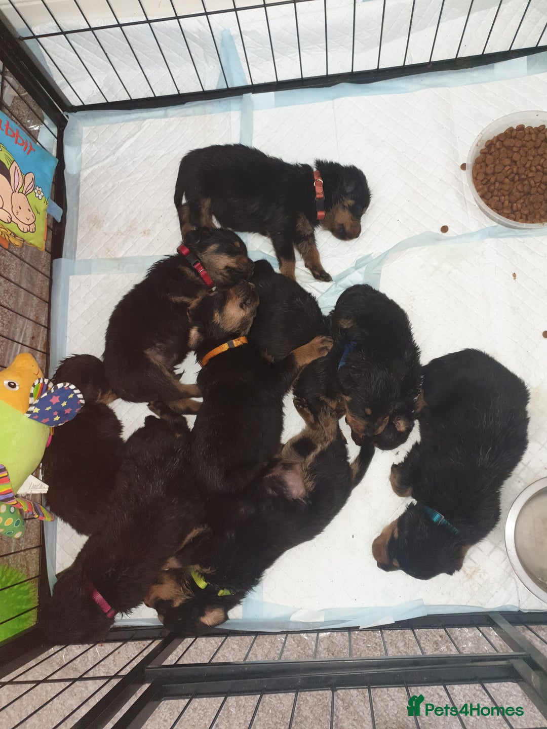 Rottweiler dogs for sale: Chunky big boned rottweilers  - Image 38