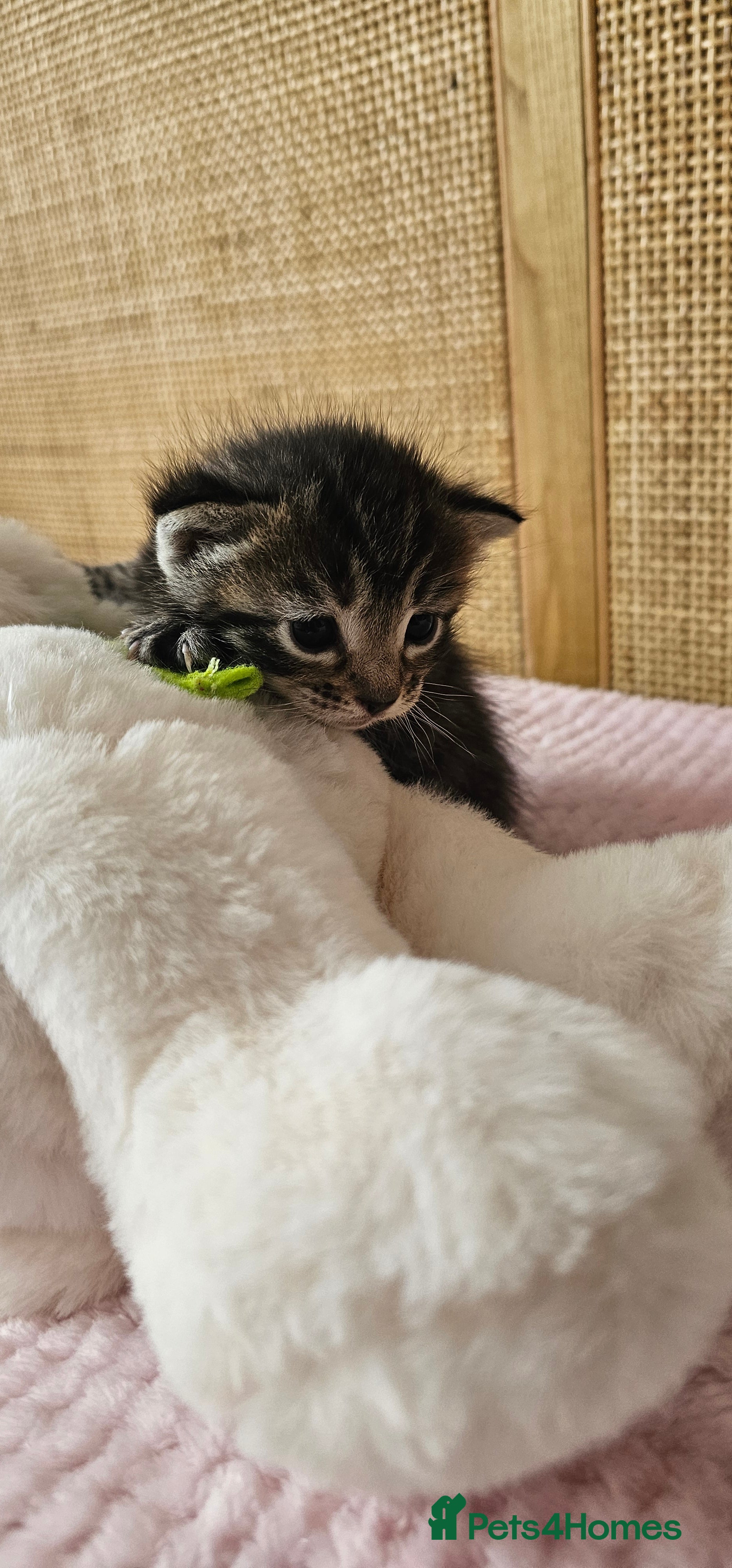 Mixed Breed cats for sale: Beautiful Bengal Mix Kittens - Advert 14