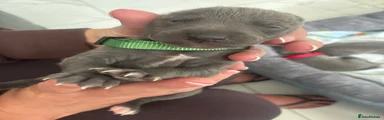 Whippet 6