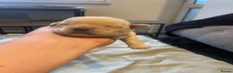 Mixed Breed dogs for sale: Frenchy X Cockapoo in Boston - Advert 6