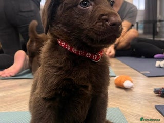 Mixed Breed dogs Beautiful Puppies – Few Left! - Advert 10