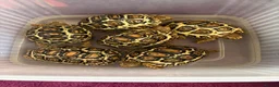 Tortoise reptiles for sale: Leopard Tortoise Babies,Rare HighWhites/ Standard  - Advert 2