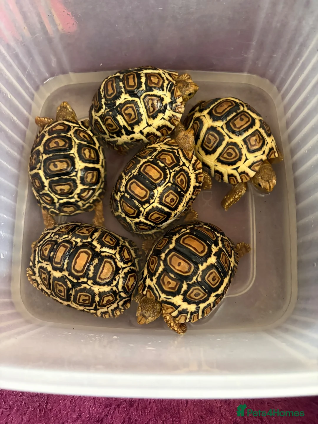 Tortoise reptiles for sale: Leopard Tortoise Babies,Rare HighWhites/ Standard  - Advert 2