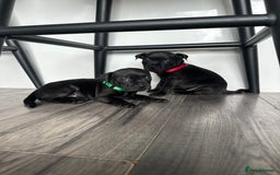 Staffordshire Bull Terrier dogs for sale: 🔥 Stunning Staffordshire Bull Terriers 🔥 - Image 22