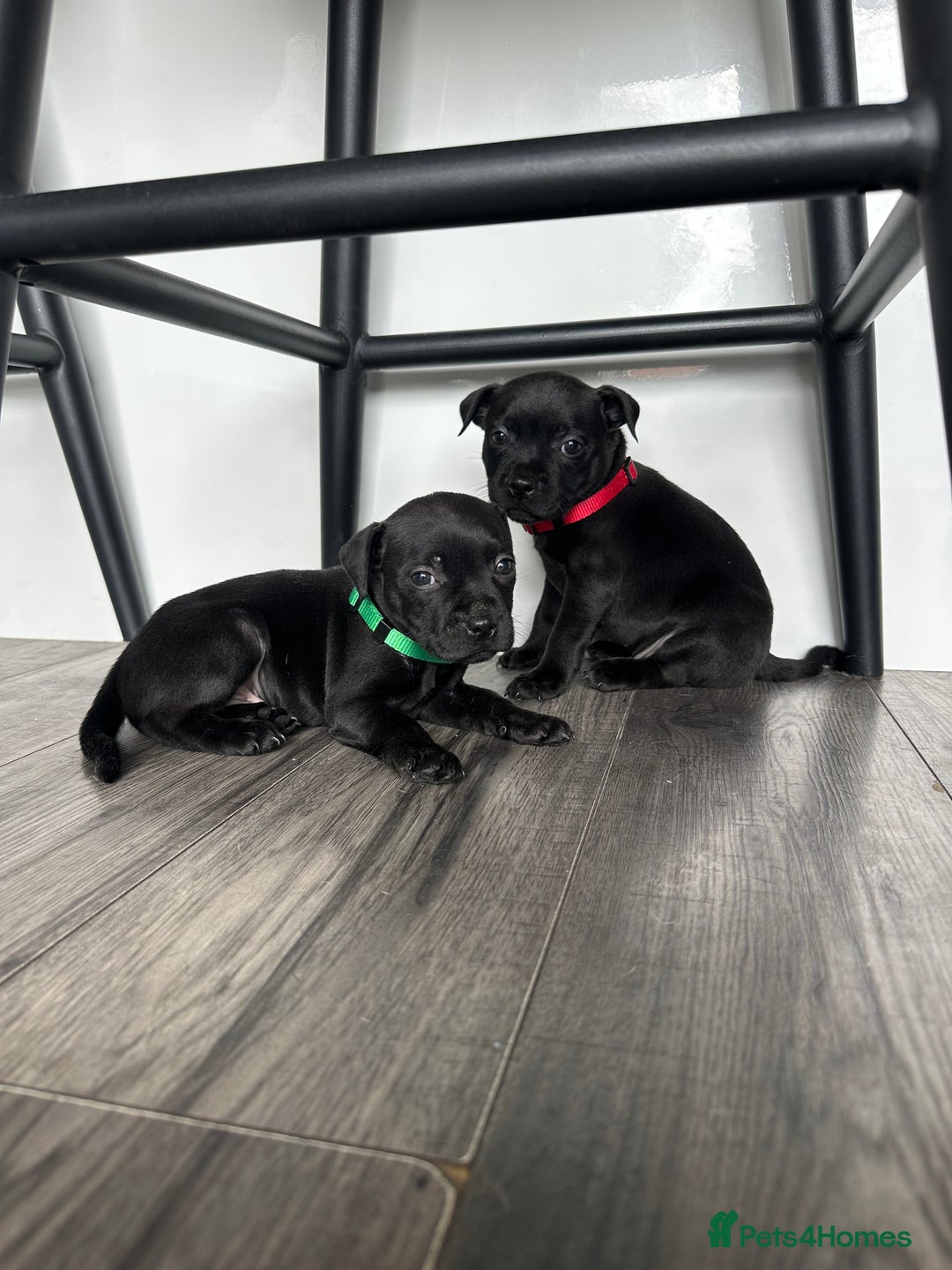 Staffordshire Bull Terrier dogs for sale: 🔥 Stunning Staffordshire Bull Terriers 🔥 - Image 22