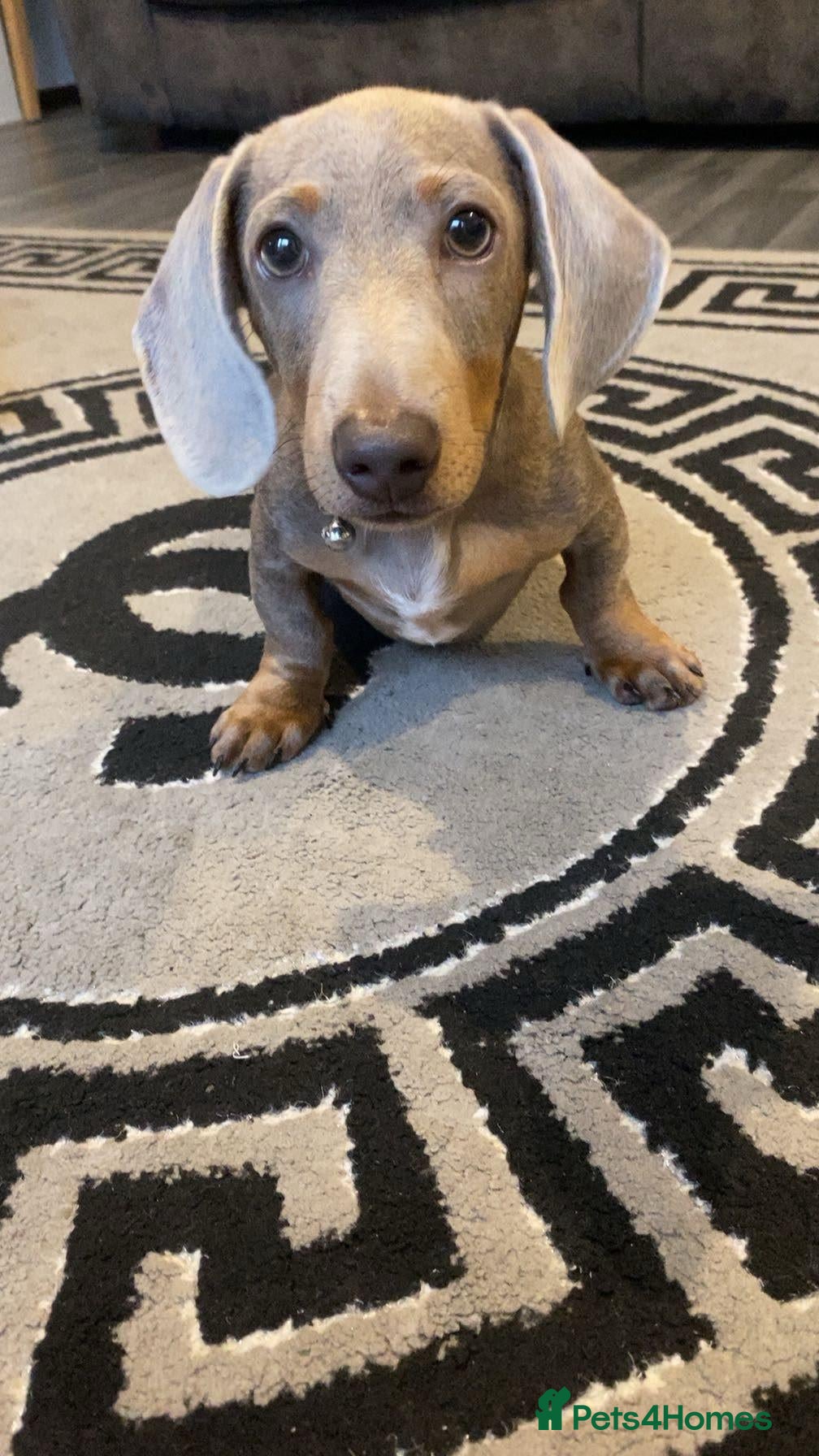 Miniature Dachshund dogs  8-MONTH-OLD MINIATURE DACHSHUND AND FULL SET UP - Advert 10
